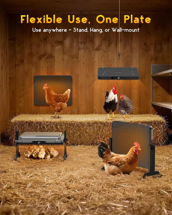 Hens and chicks around a heating pad in a barn setting